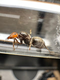 Mirmecosystus placodops mielera