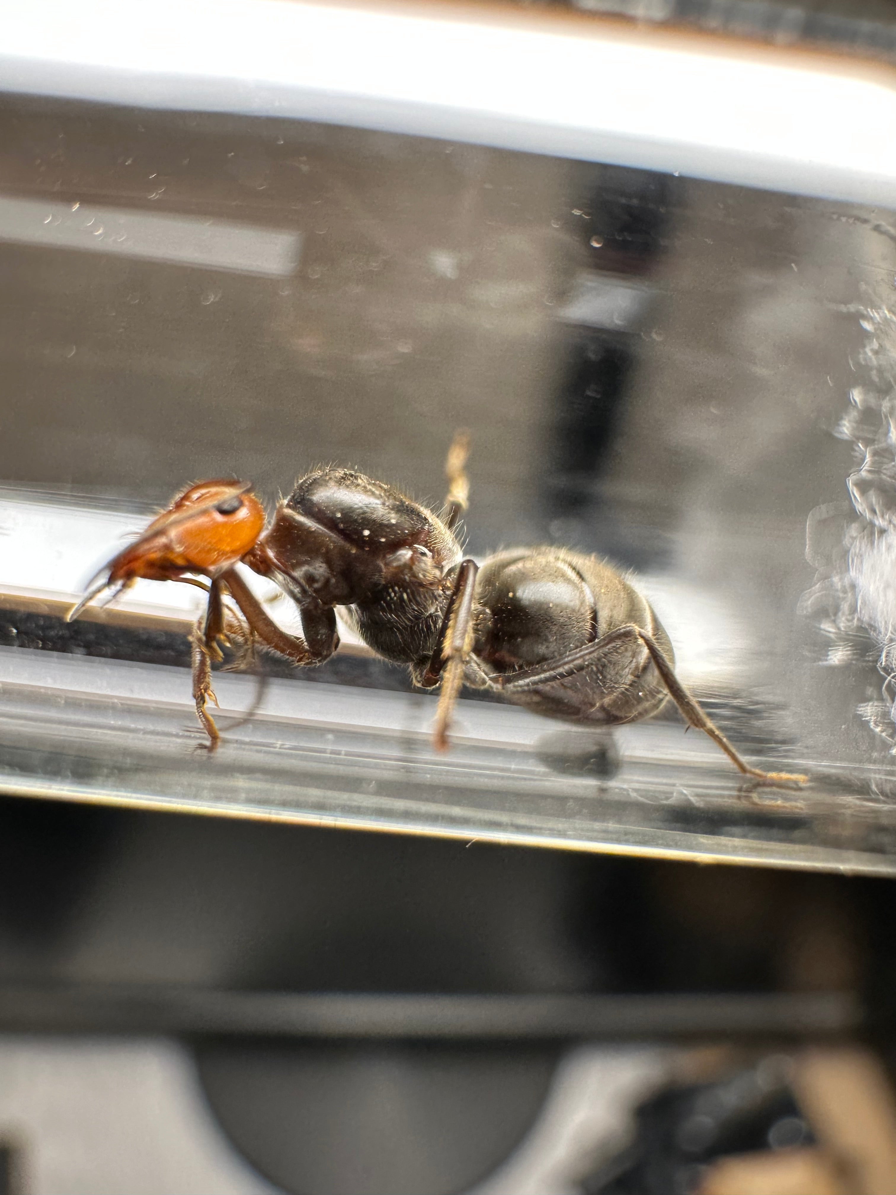 Mirmecosystus placodops mielera