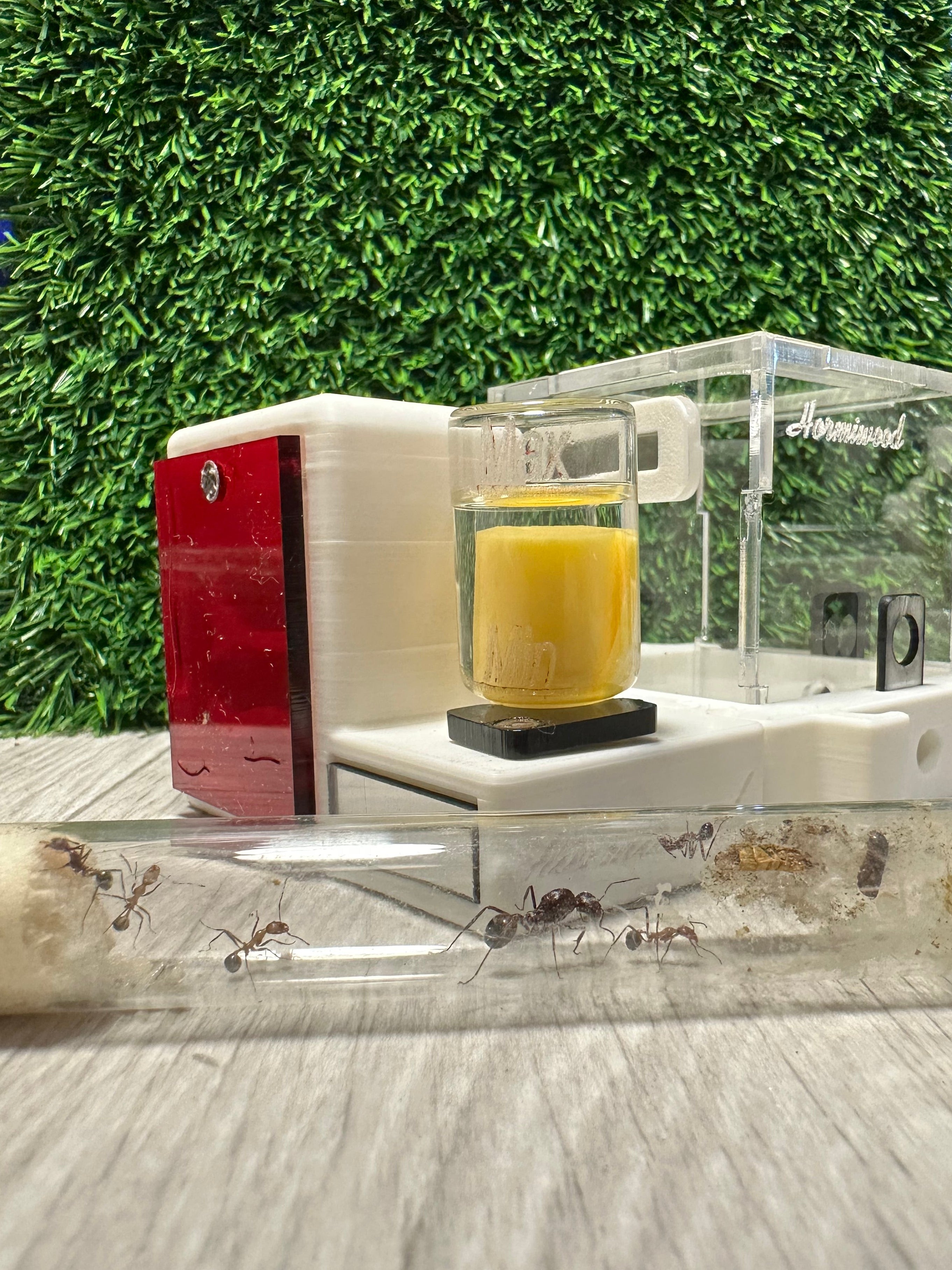 *Starter Kit de Inicio Hormiwood con Reina – Hormiguero Modular 8x8 cm*