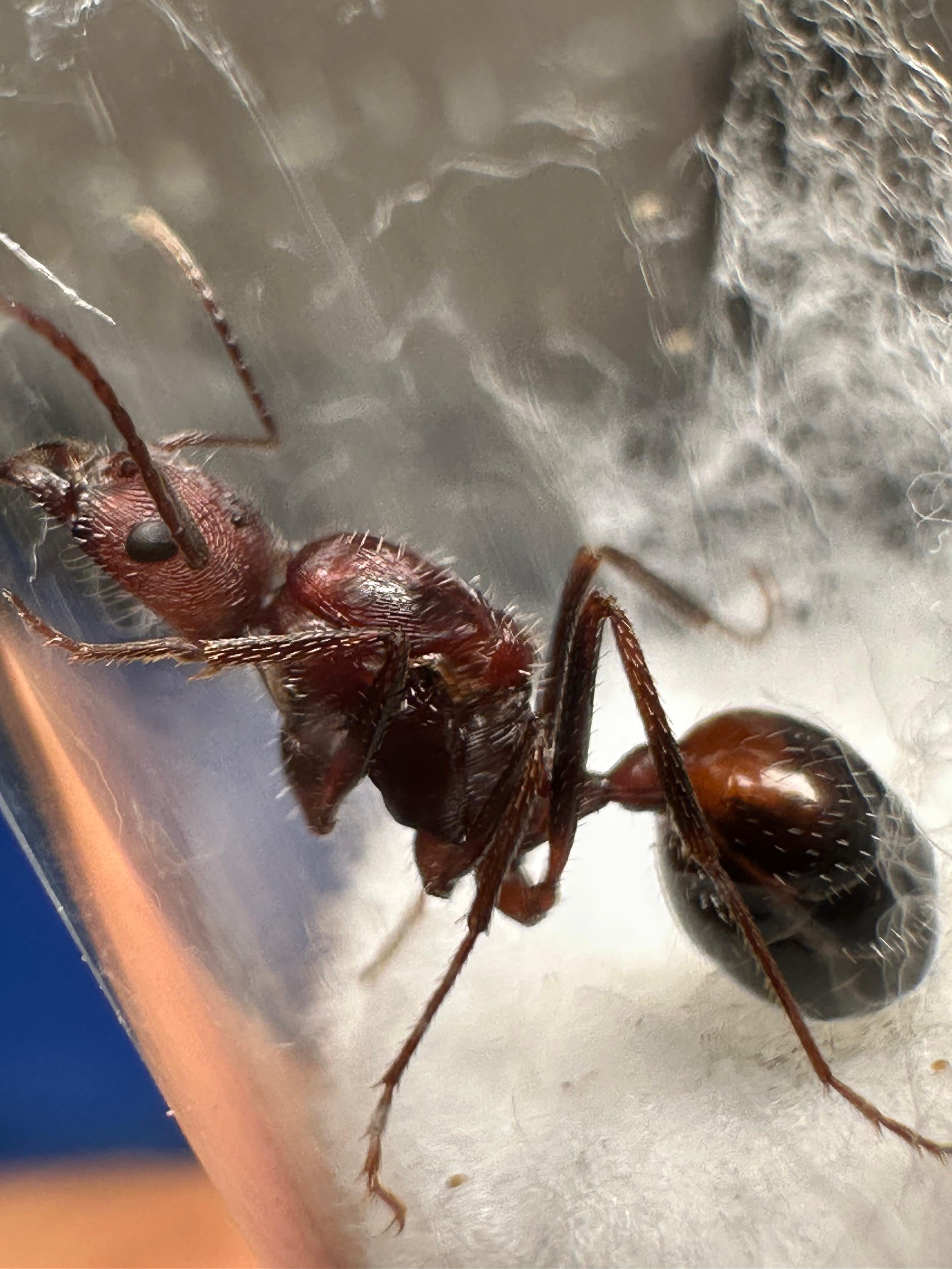 Reina novomessor cockereli