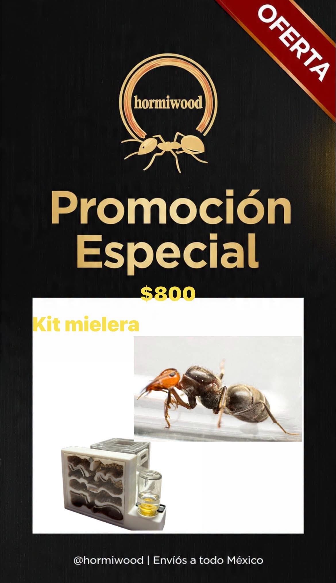 Kit hormiguero mielera