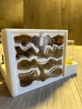 *Módulo Hormiguero Natural 12x8x4 cm C/Bebedero y Forrajeo | Hormiwood*