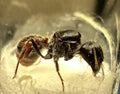 Pogonomyrmex rugosus