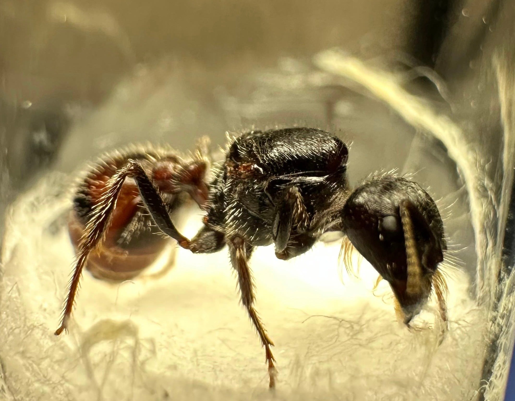 Pogonomyrmex rugosus